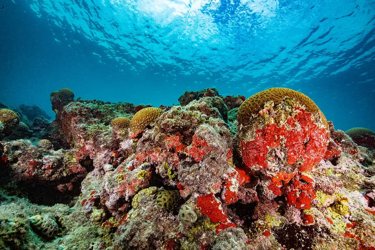 Archipel des Abrolhos
