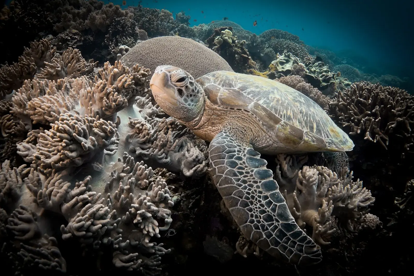 Apo Island · Une pause sur le récif