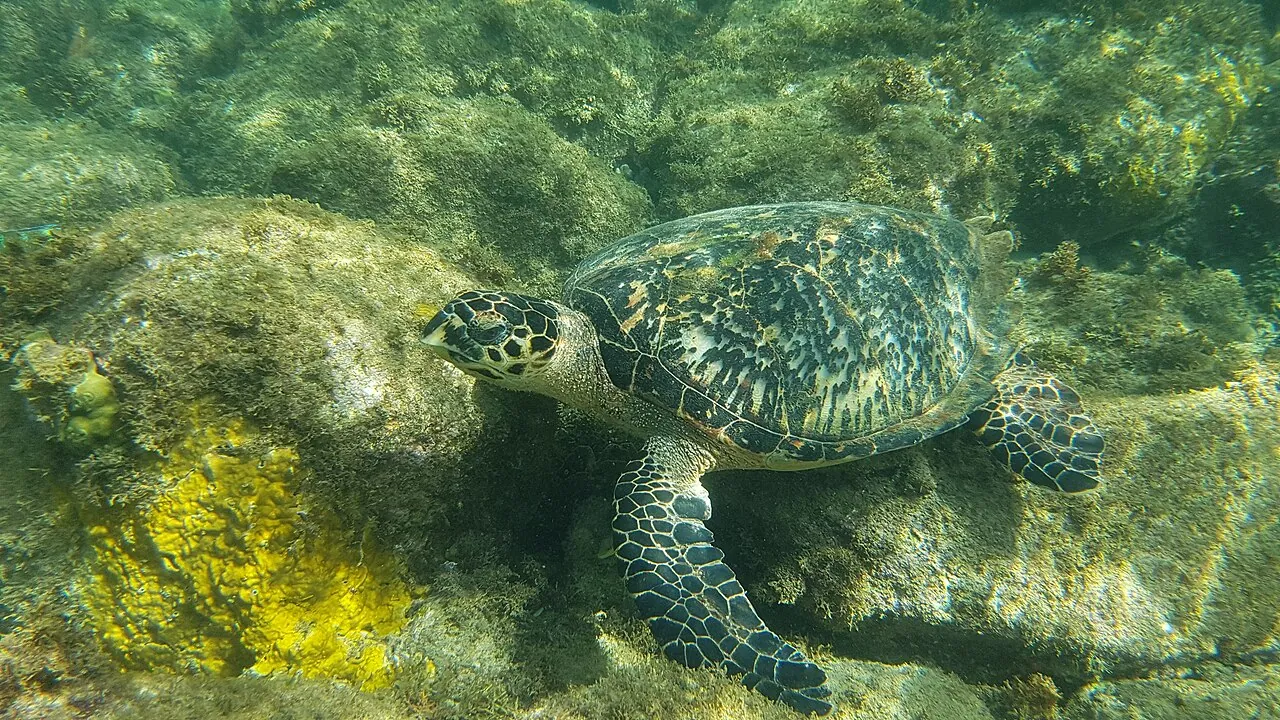Réserve Cousteau