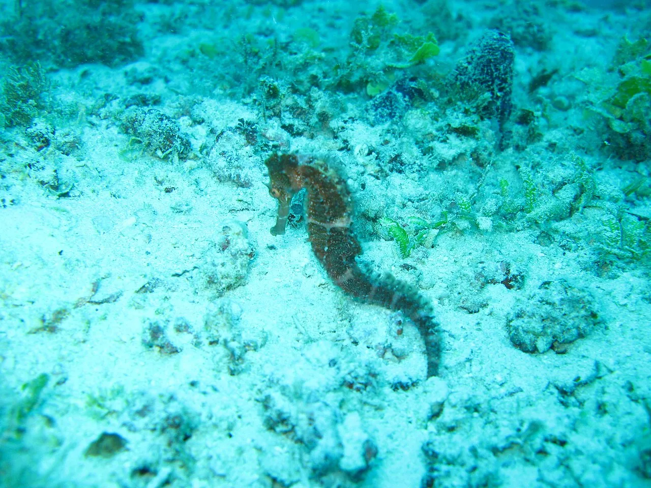 Atoll de Mnemba