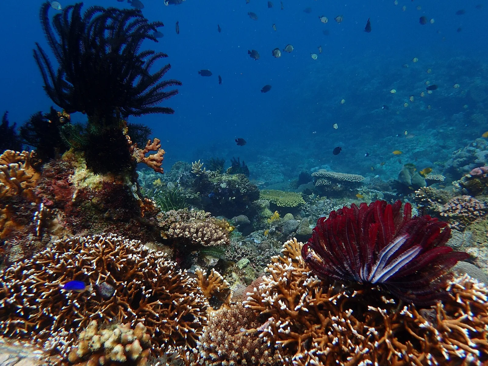 Sabang — Puerto Galera