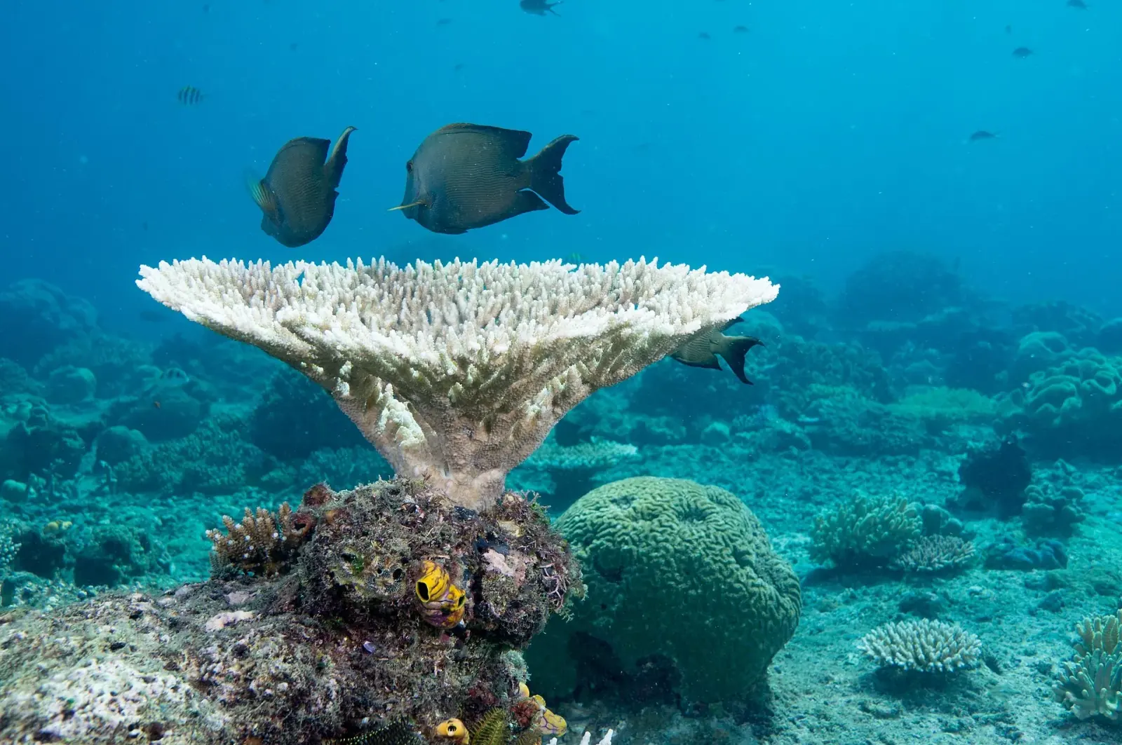 Raja Ampat · Le jardin de corail